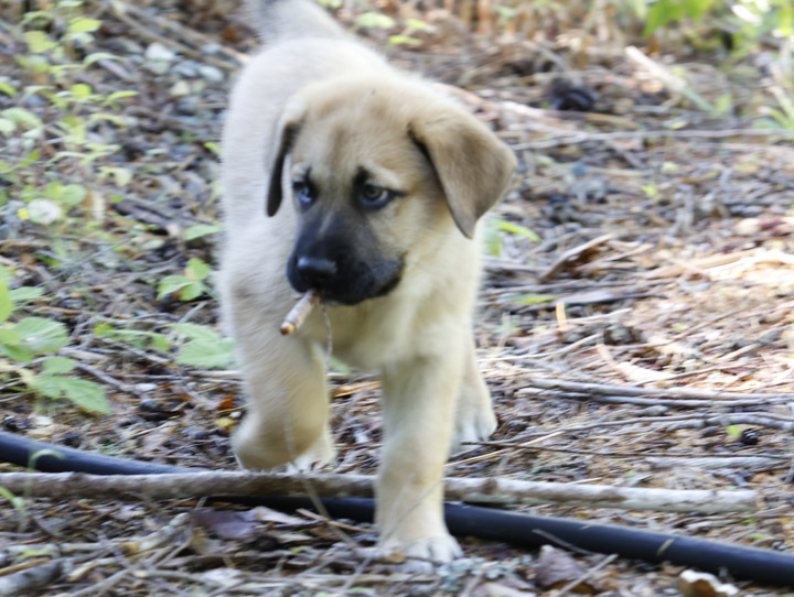 chinook dog